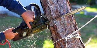 Best Tree Maintenance Programs  in Hurlock, MD