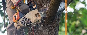 Hurlock, MD Tree Removal Company