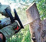 Best Tree Maintenance Programs  in Hurlock, MD