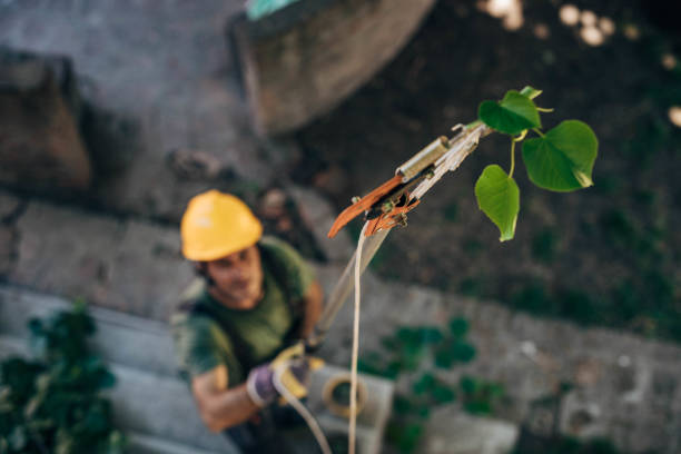 Best Arborist Consultation Services  in Hurlock, MD