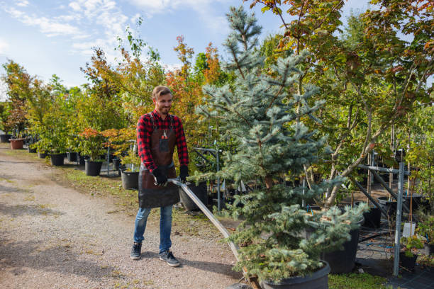 Best Tree Risk Assessment  in Hurlock, MD