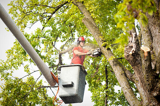 Best Tree Mulching  in Hurlock, MD